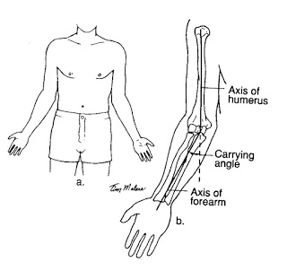 Carrying-angle-of-the-elbow.png.09a0f8f781aee4800d237b33803977c2.png